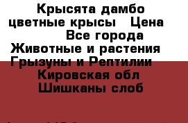 Крысята дамбо цветные крысы › Цена ­ 250 - Все города Животные и растения » Грызуны и Рептилии   . Кировская обл.,Шишканы слоб.